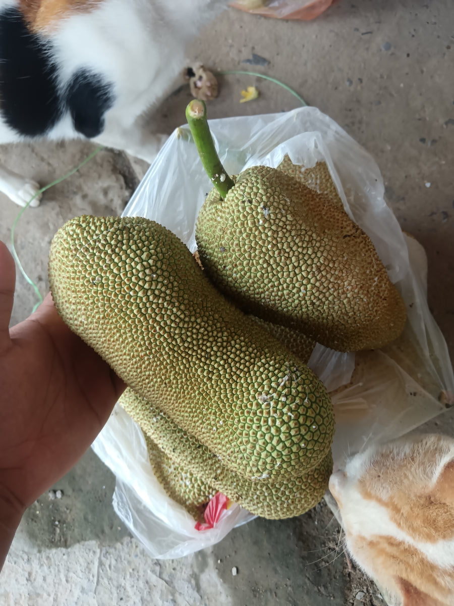 Young Cempedak
