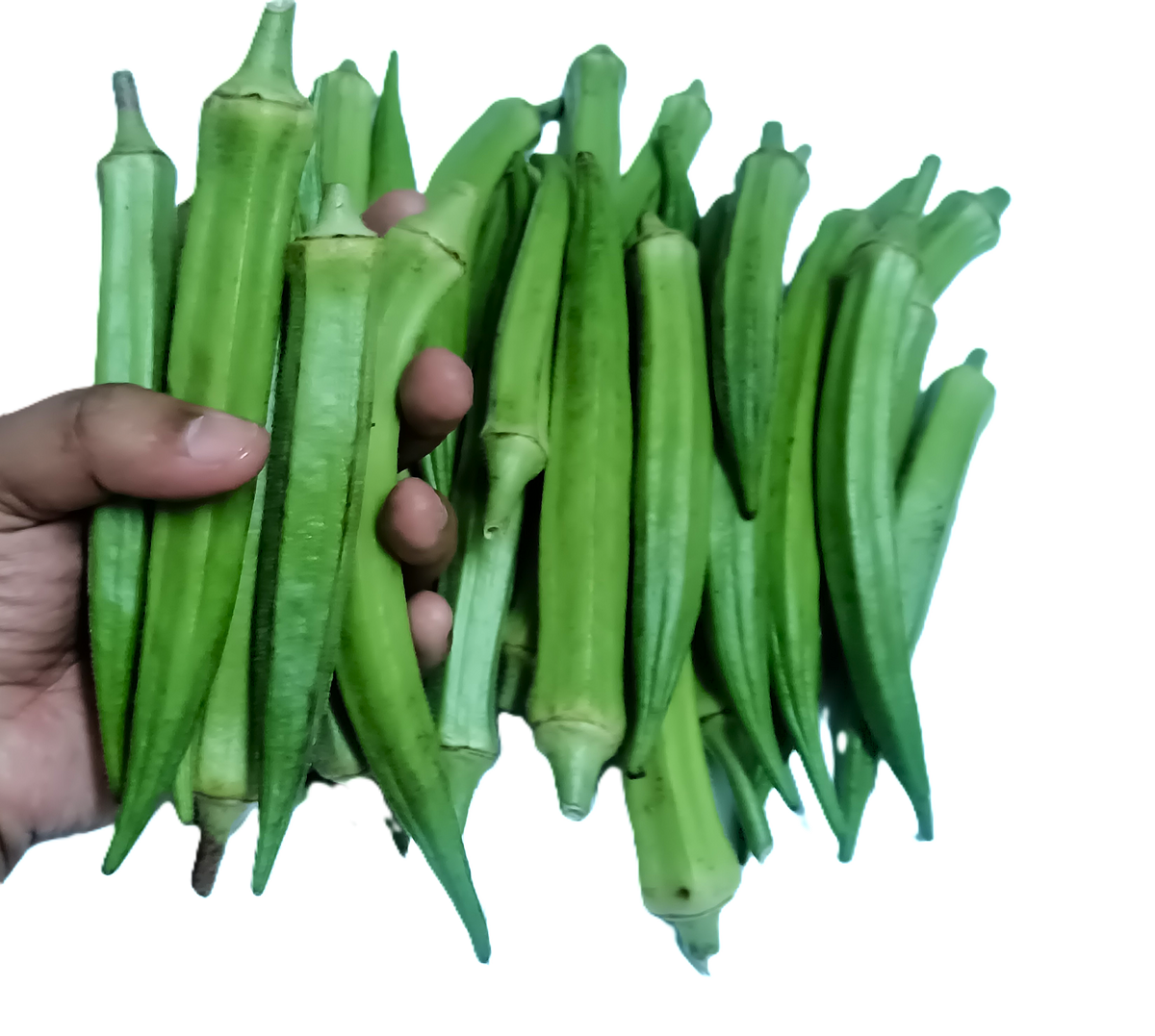 500 gram + Free 100 gram Lady Finger